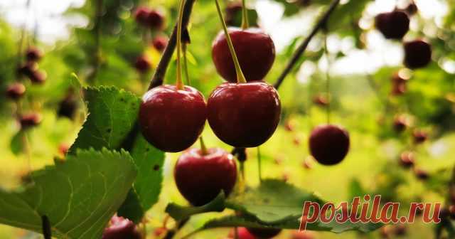 Высаживаем саженцы вишни осенью — от подготовки ямы до зимовки — Ботаничка