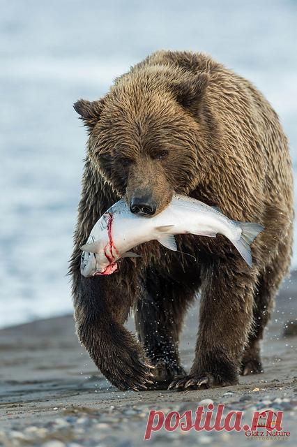 Eye Candy — theanimaleffect: Successful Brown Bear by Glatz...