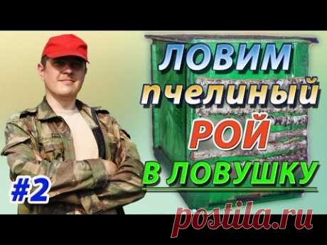 Ловля пчелиного роя в ловушку от Видеопасеки. Конструкция ловушки и секреты поимки роя.