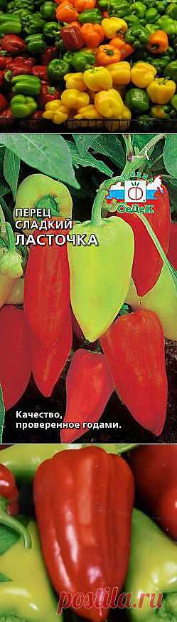 (+1) сообщ - Болгарский перец | ОГОРОД БЕЗ ХЛОПОТ