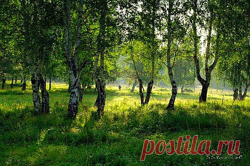 В лес за грибами...