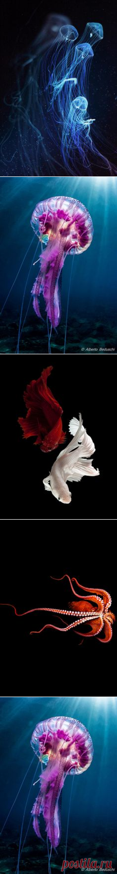 (8) Jellyfish by shobey1kanoby on deviantART #deviantart, #painting | Artistic