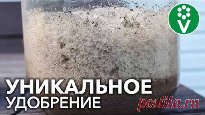 ЛУЧШЕ ЭТОГО УДОБРЕНИЯ ЕЩЕ НИЧЕГО НЕ ПРИДУМАЛИ! Делаем монофосфат калия своими руками