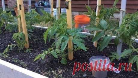 Чем помогут сода, соль и кефир на огороде &#127793;