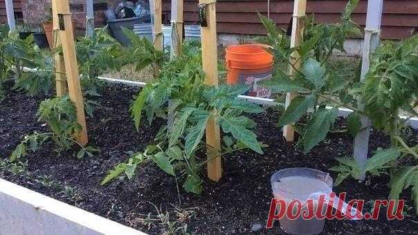 Чем помогут сода, соль и кефир на огороде 🌱