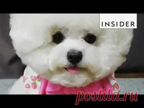 This Bichon Frise Is South Korea's Puppy Fashionista