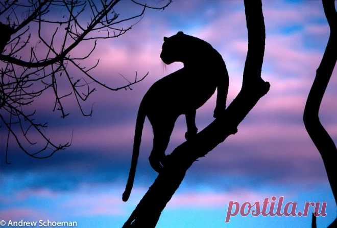 30 отличных силуэтных фотографий