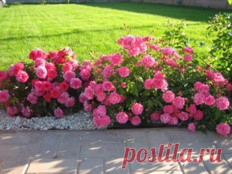 Почвопокровные розы посадка, уход, сорта с фото