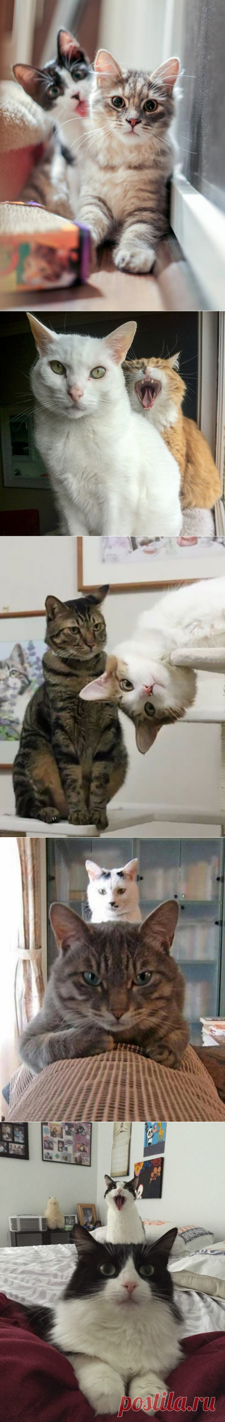 38 Epic Cat Photobombs from Funny Feline Evildoers | Team Jimmy Joe