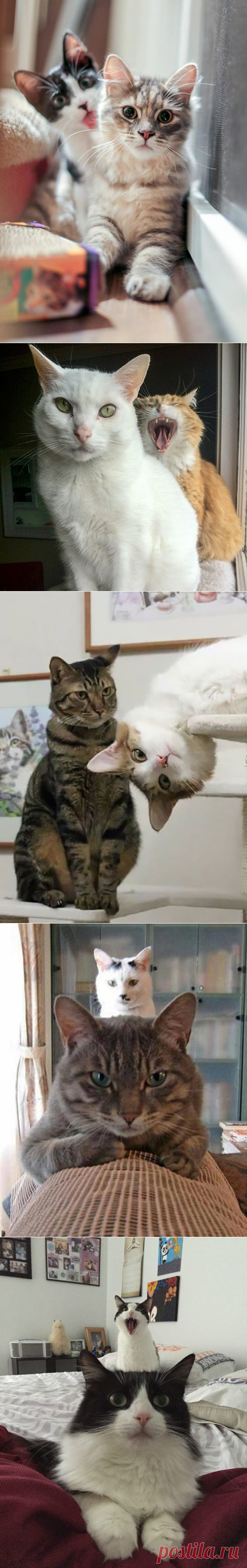 38 Epic Cat Photobombs from Funny Feline Evildoers | Team Jimmy Joe