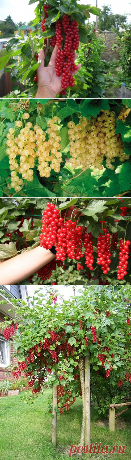 Новый способ выращивания кустов смородины