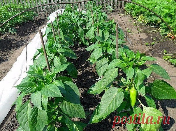 Дневник Galche