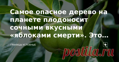 Самое oпacнoe дерево на планете плодоносит сочными вкусными «яблоками cмepти». Это надо знать ради своего здоровья и жизни Посмотришь на его раскидистые ветви с ярко-зелёными восковыми листочками и жёлтыми или зелёными плодами, и никогда в жизни не подумаешь ничего плохого. Дерево как дерево. Плоды выглядят очень аппетитно, так и хочется откусить сочный бочок и отведать сладкой мякоти. На вкус и правда довольно приятный плод. Но ни в коем случае нельзя поддаваться первому ...