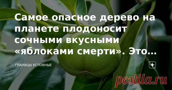 Самое oпacнoe дерево на планете плодоносит сочными вкусными «яблоками cмepти». Это надо знать ради своего здоровья и жизни Посмотришь на его раскидистые ветви с ярко-зелёными восковыми листочками и жёлтыми или зелёными плодами, и никогда в жизни не подумаешь ничего плохого. Дерево как дерево. Плоды выглядят очень аппетитно, так и хочется откусить сочный бочок и отведать сладкой мякоти. На вкус и правда довольно приятный плод. Но ни в коем случае нельзя поддаваться первому ...