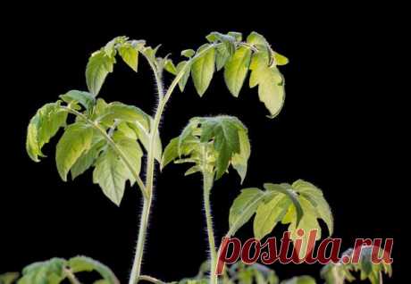 Когда высаживать овощную рассаду в грунт и в теплицы / рассада / 7dach.ru