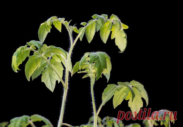 Когда высаживать овощную рассаду в грунт и в теплицы / рассада / 7dach.ru