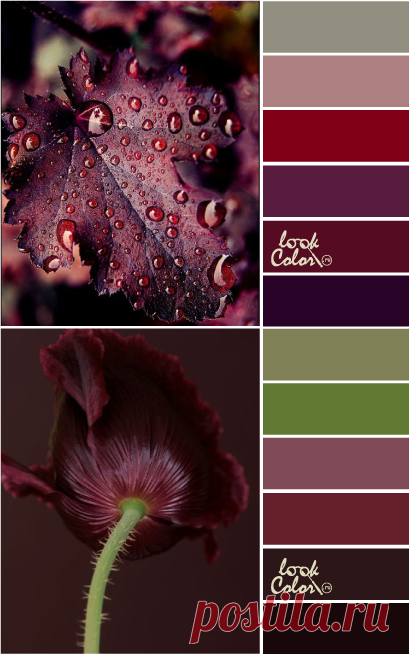Винный цвет и его сочетание | LOOKCOLOR