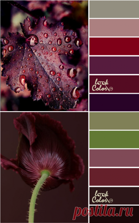 Винный цвет и его сочетание | LOOKCOLOR