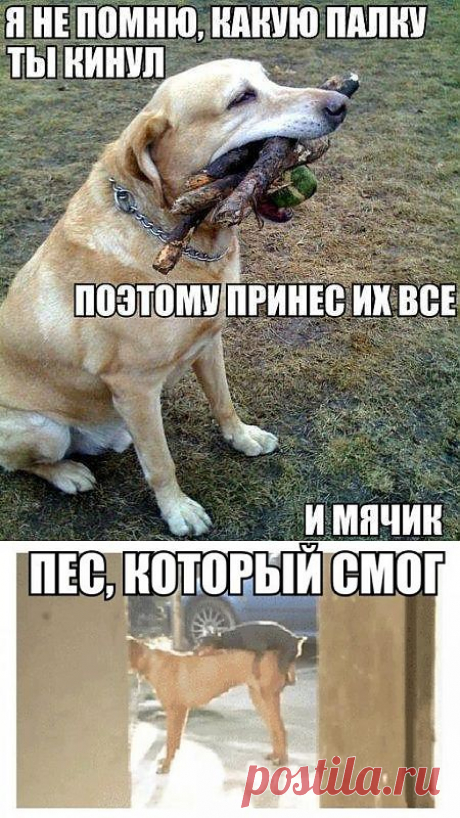 Смешные картинки с собаками