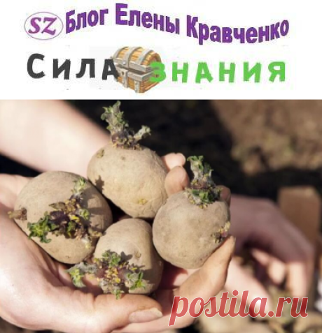 Как правильно сажать картошку ростками вверх или вниз