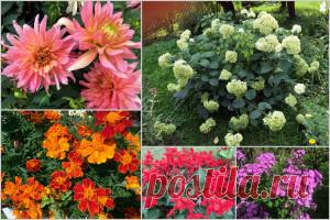 Они цветут осенью. | Для дачников.ру