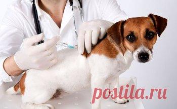 Обзор препарата для собак экзекан: инструкция, состав и отзывы владельцев