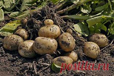 Опыт выращивания картофеля - 20 кустов - 40 ведер.
