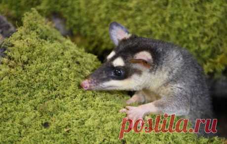 Опоссумов поймали за опылением бразильских паразитов Биологи выяснили, что загадочными опылителями похожего на грибы бразильского растения-паразита, которых никто не мог увидеть раньше, оказались опоссумы.