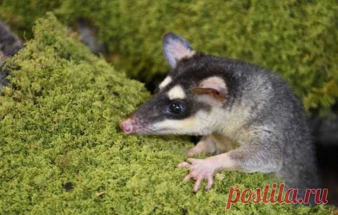 Опоссумов поймали за опылением бразильских паразитов Биологи выяснили, что загадочными опылителями похожего на грибы бразильского растения-паразита, которых никто не мог увидеть раньше, оказались опоссумы.