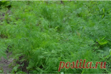 Как посеять укроп в июле, чтобы пышная зелень быстро выросла