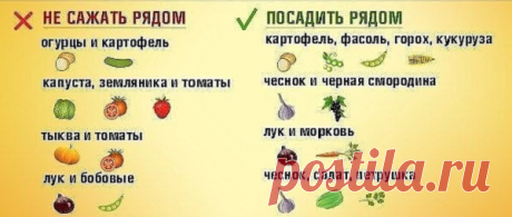 Что можно сажать после чего на следующий год: таблица