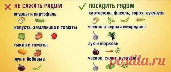 Что можно сажать после чего на следующий год: таблица