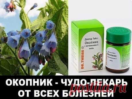 ОКОПНИК - ЧУДО-ЛЕКАРЬ ОТ ВСЕХ БОЛЕЗНЕЙ
Занимаюсь травами 30 лет — нужда заставила. Знаю много замечательных растений, ко­торые помогают человеку побороть недуги, восстановить здоровье, спа­сают от смерти. Особое место среди лекарственных растений, по-моему, занимает окопник. Это многолетнее растение высотой около полутора метров с красивыми голубыми цвета­ми, поникшими вниз, листья узкие шероховатые. Корень длинный, око­ло полуметра, черный. Копать его надо весной или осен...
