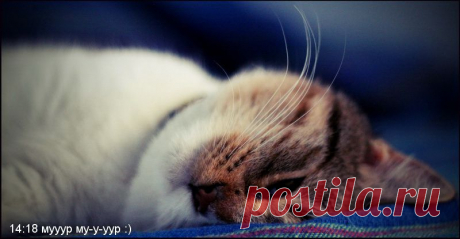 Жизнь хороша