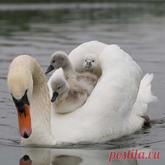 Photo by Best bird pictures on September 07, 2020. На изображении может находиться: птица, на улице и вода.