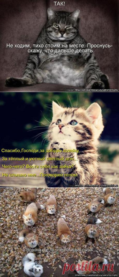 ЗАРЯЖАЕМСЯ ПОЗИТИВОМ... | Kote.Rjaka.com
