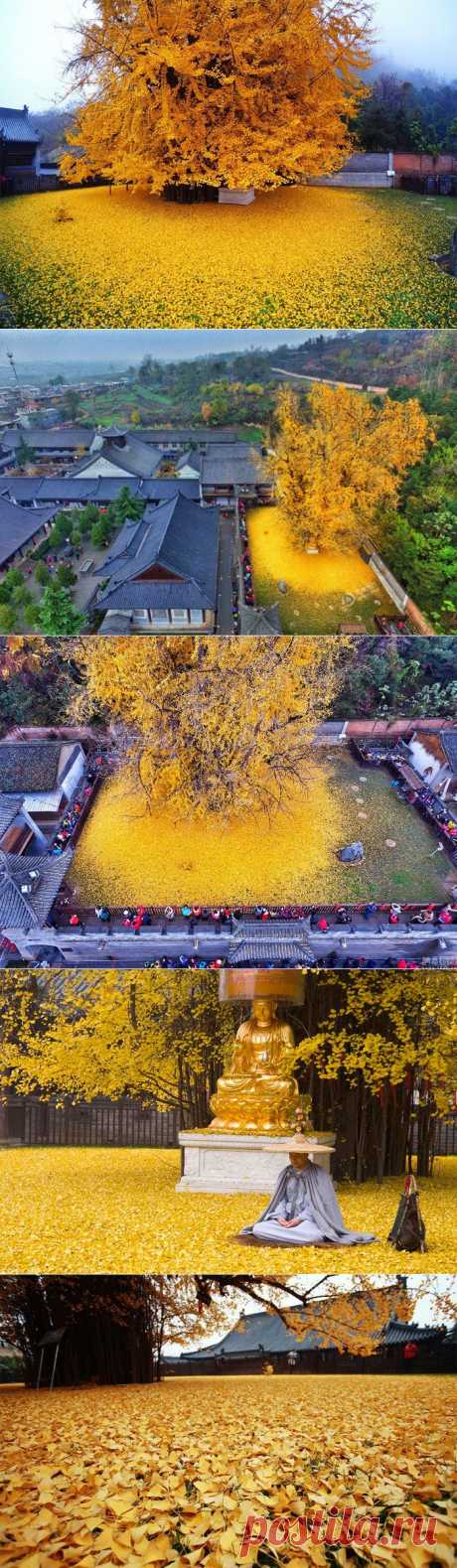 1400-летнее дерево