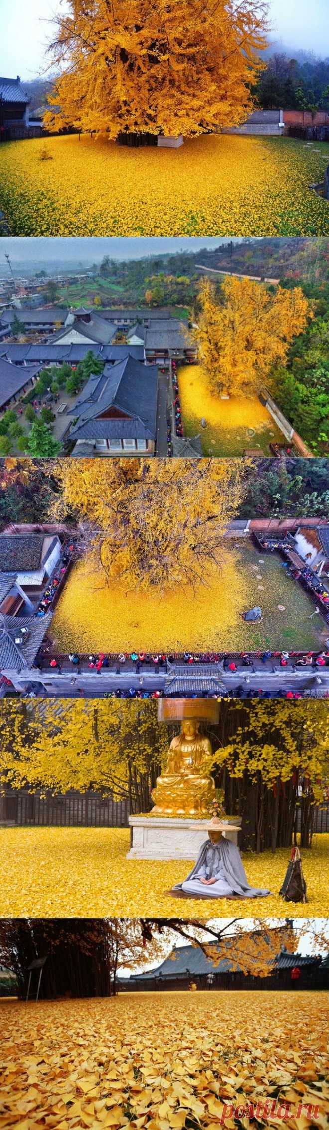 1400-летнее дерево