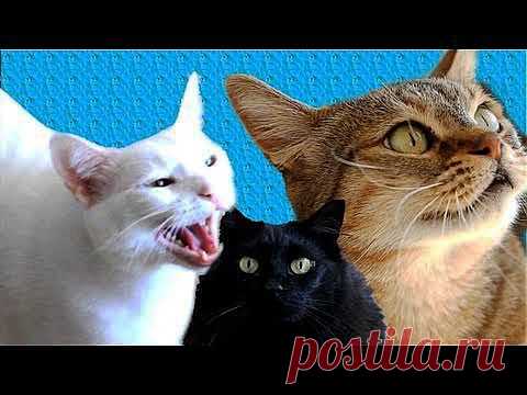 Мило видео от Михалыча!!! Нью!!! Поющие кошки | 5минутка