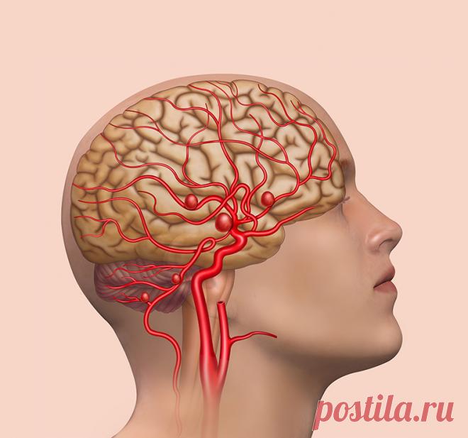 Продукты для здоровья мозга Полноценная деятельность мозга — это не только здоровье, но и качество жизни человека. Поддерживая функции мозга, мы сможем долгие годы оставаться активными и работоспособными. Эти 5 продуктов способствуют здоровью головного мозга, и их важно включать в свой пищевой рацион.