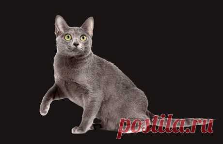 Korat - The Cat Fanciers' Association