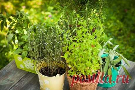 23 совета, как сэкономить на еде в кризис - KitchenMag.ru