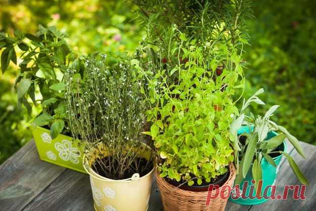 23 совета, как сэкономить на еде в кризис - KitchenMag.ru