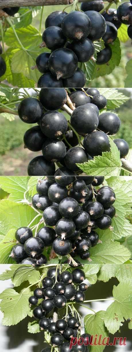 Садим чёрную смородину. Как выбрать сорт и саженцы?