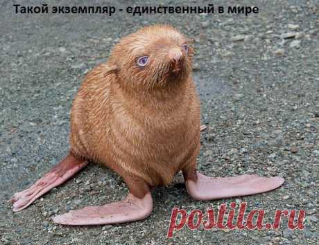 редкая порода...  альбинос какой -то