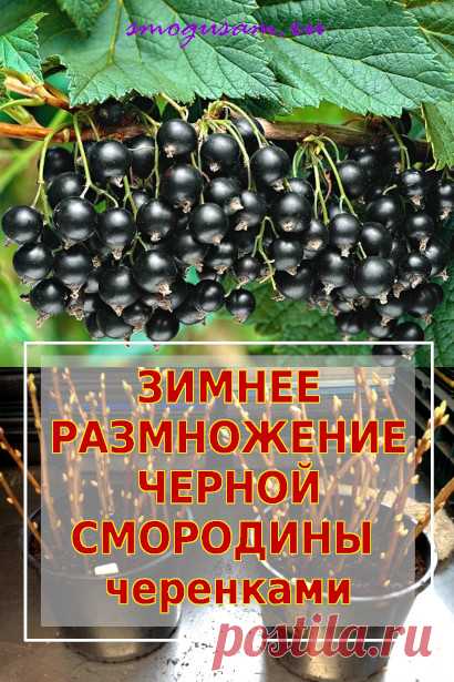 Как размножить смородину зимой черенками
Выращивание чёрной смородины. Размножение смородины черенками.