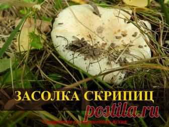 Грузди скрипуны: как солить на зиму в банках горячим и холодным способом, рецепты