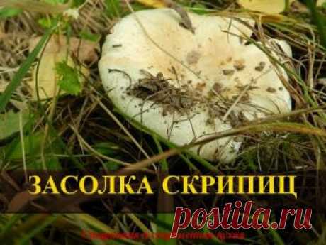 Грузди скрипуны: как солить на зиму в банках горячим и холодным способом, рецепты