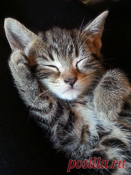 И  снится  ему парное молоко , что он уже 
большой , и  как он даёт сдачи этому драному Мурзику ,и полный  холодильник --ЕГО !!!