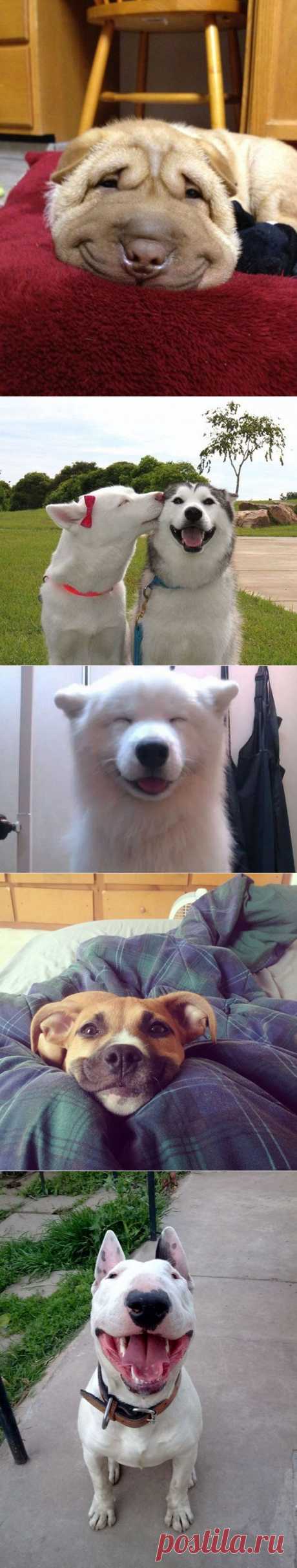 Собаки-улыбаки: счастье есть